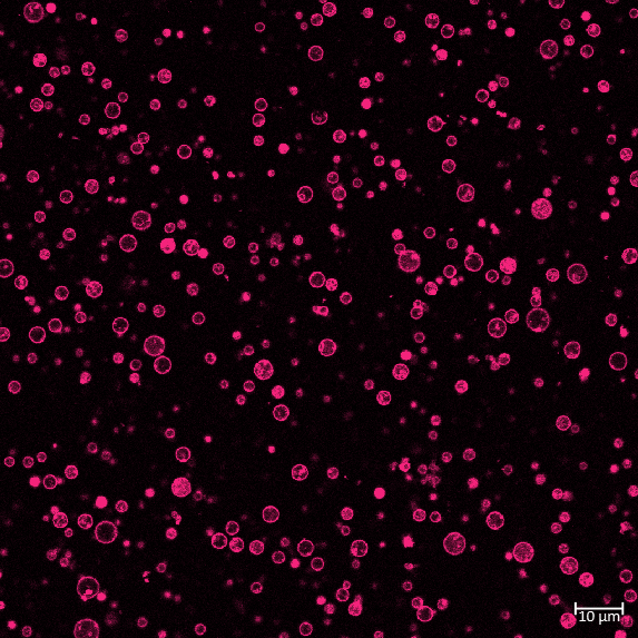 LYSO-Prep™ under the microscope!