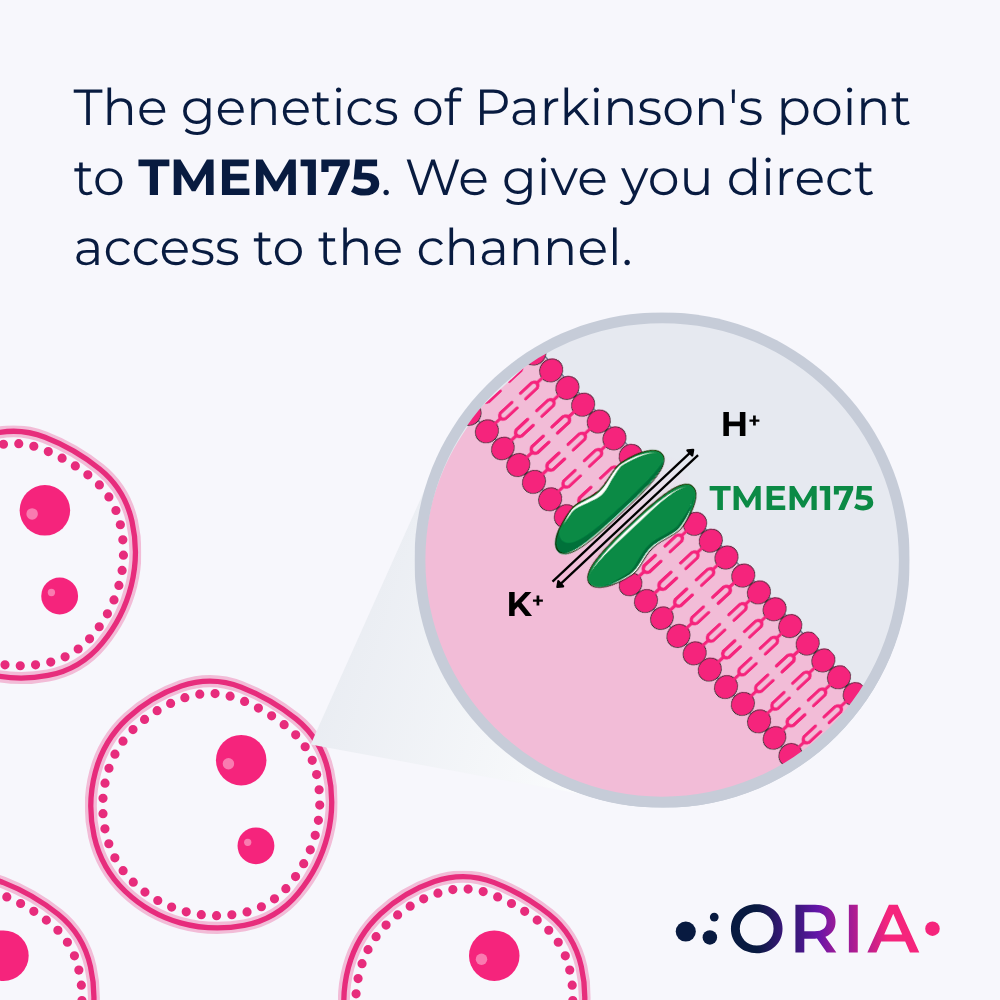 Focus on ion channel TMEM175
